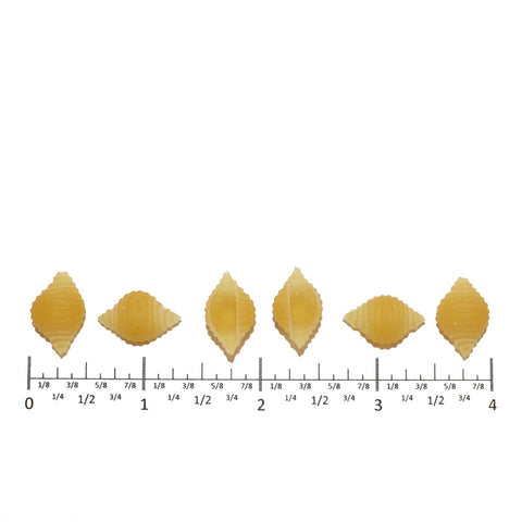 Costa Small Shell Pasta, 20 Pound.