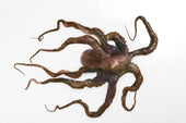 Pana Pesca Whole Clean Octopus - 4/6 Ball, 30 Pound.